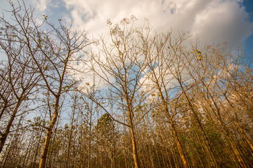 Wild teak trees grown.