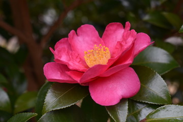 サザンカ(Camellia)