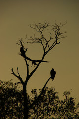 silhouettes of eagles at sunset