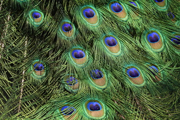 Obraz premium colorful peafowl bird portrait and detail