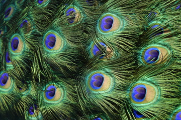 Obraz premium colorful peafowl bird portrait and detail