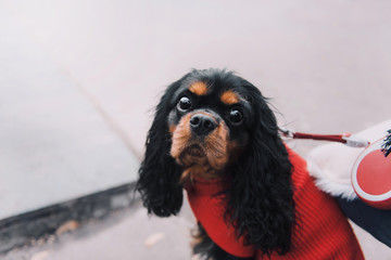 King Charles Spaniel dog is sitting on a leash with dog walker at street