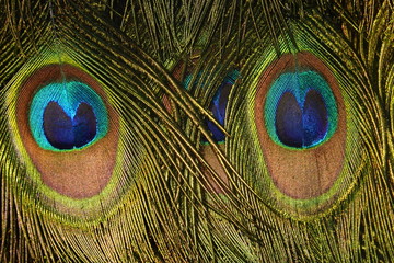 Fototapeta premium colorful peafowl bird portrait and detail