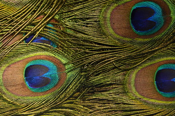 colorful peafowl bird portrait and detail
