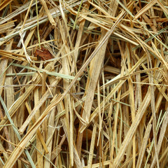 needle in a haystack photo