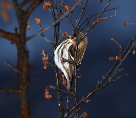 Arctic Redpoll