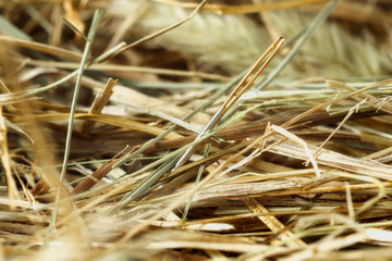 needle in a haystack photo
