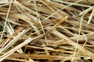 needle in a haystack photo