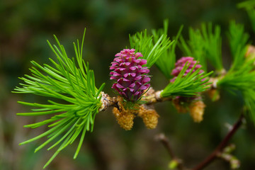 infiorescenza di Larice (Larix decidua) e germogli aghi