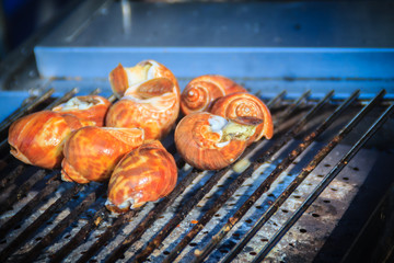 Spotted babylon (Babylonia areolata) grilled on charcoal stove for sale on street in Bangkok, Thailand.