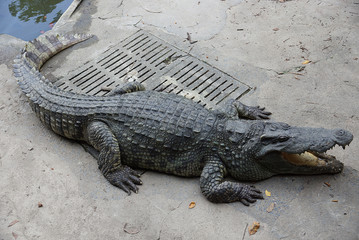 crocodile in water