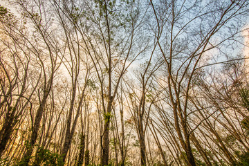 Rubber plantation in southern Thailand.4