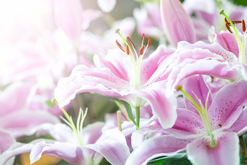 Obraz na płótnie Canvas close up pink lillies in the garden