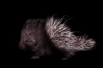 Indian crested Porcupine baby on black backgrond