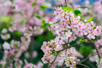 Pink Cherry blossom flowers, sakura flowers