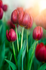 red tulips with sun light in the garden.