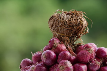 spanish onion on clear background 