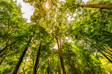 Shade of trees.7