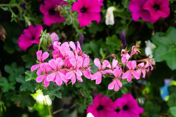 Blooming flowers in autumn