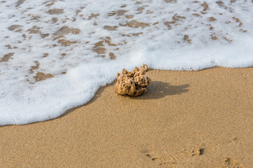 Natural Sponge on an Italian Beach in the Surf