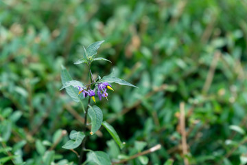 Blooming flowers in autumn