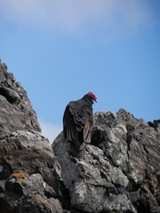 Vulture on Isla Damas