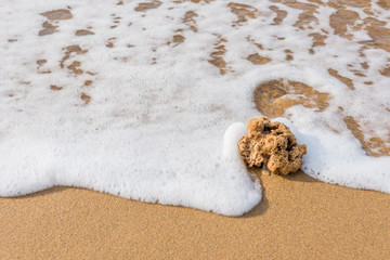 Natural Sponge on an Italian Beach in the Surf