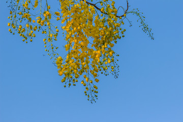 Beautiful yellow shower flower (Cassia Fistula) with sky background.