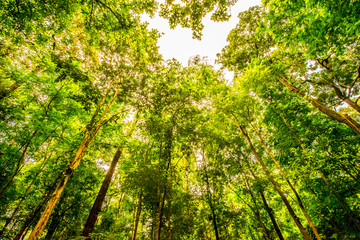 Fototapeta premium Shade of trees.5