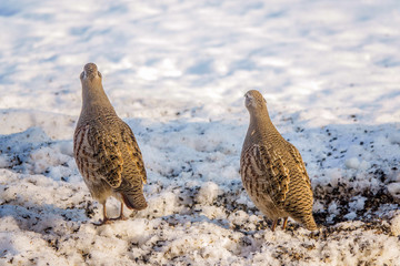 partridges eat seeds in the snow