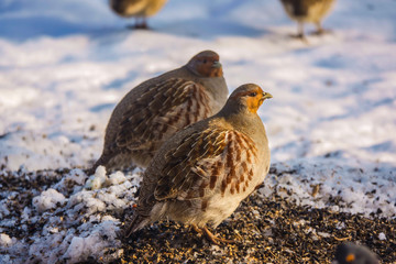 partridges eat seeds in the snow