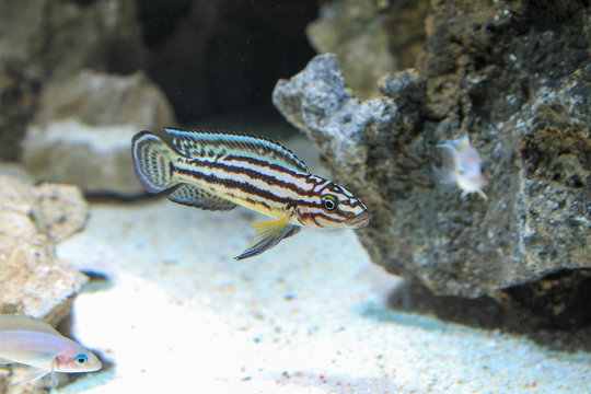 Golden Julie Cichlid (Julidochromis ornatus)
