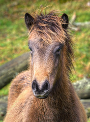 A small colt of the wild horse native to the Galician mountains