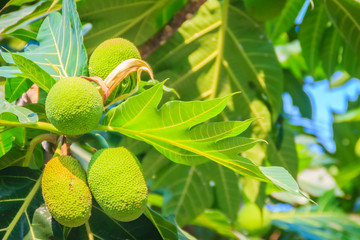 Close up view of young green breadfruit (Artocarpus altilis) fruit on tree with green leaves. Bread fruit tree originated in the South Pacific and was eventually spread to the rest of Oceania.