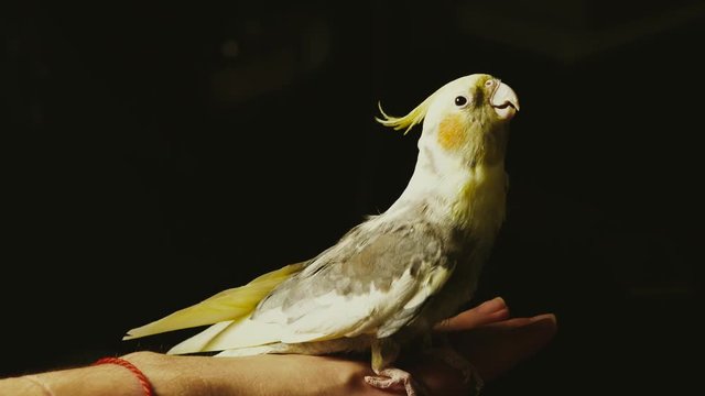 parrot Corella sitting on a woman's hand close-up