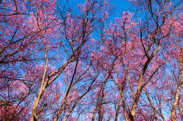 Sakura trees in Thailand