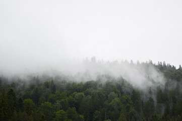 A fog over a pine forest