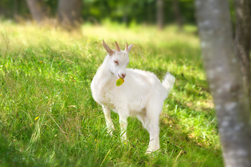 Beautiful cute goat kid on green spring grass