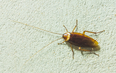 cockroach
