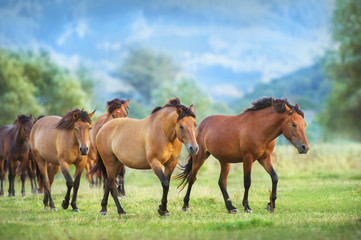 Naklejka na ściany i meble Horse herd run on summer pasture