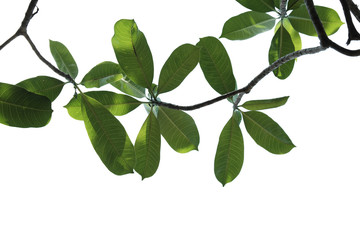 Green tree branch isolated