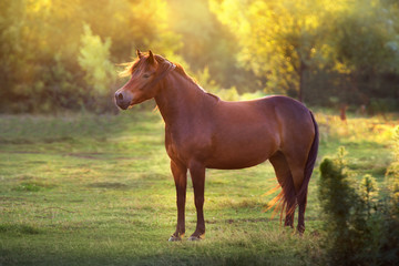 Bay mare standing at sunset field