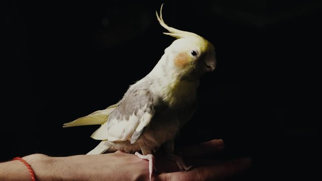 parrot Corella sitting on a woman's hand close-up