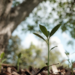 Small tree plant closeup