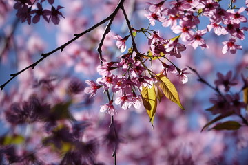 pink cherry flower blossom