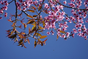 pink cherry flower blossom