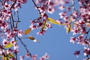 pink cherry flower blossom