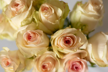Obraz na płótnie Canvas White and pink roses in a vase