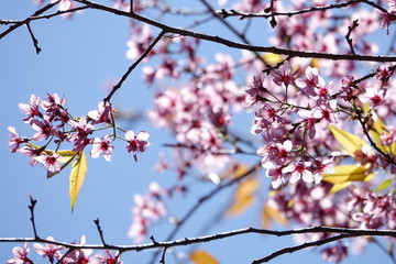 pink cherry flower blossom