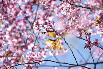pink cherry flower blossom